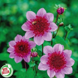 Blue Bayou Dahlia Thumbnail